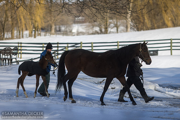 C'est la vie and her 2023 Munnings colt