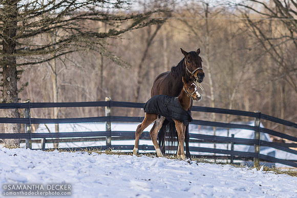 C'est la vie and her Munnings colt
