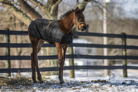 2023 King for a Day filly out of Qualifying