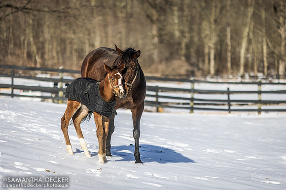 C'est la vie and her 2023 Munnings colt