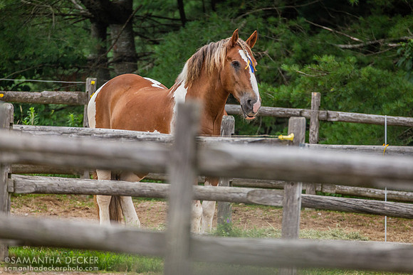 Horse, Jordan Pond, Acadia National Park