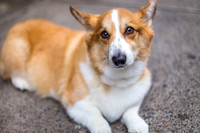 Cute Corgi