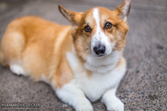 Cute Corgi