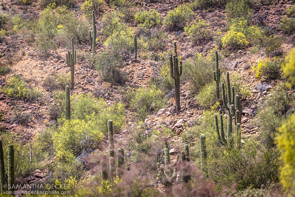 Saguaro Lake, Mesa