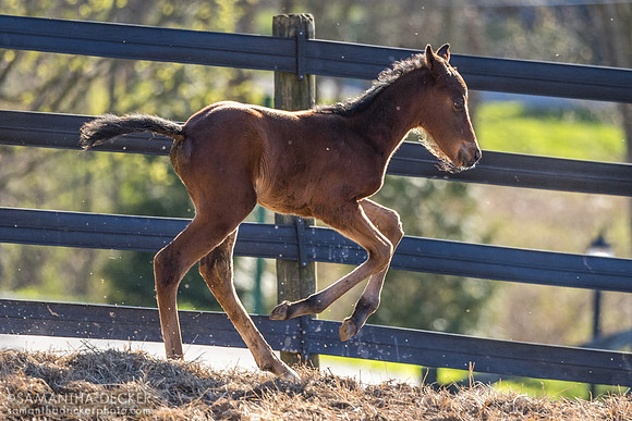 2024 Highly Motivated filly out of Caribbean Breeze at Mahoney Eden Manor, Saratoga Springs, MY