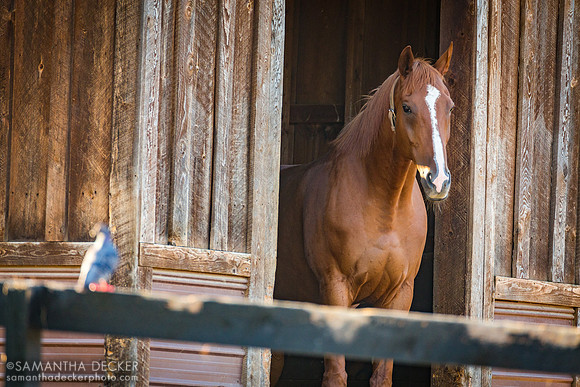 Mr. Cowboy and a Pigeon, Old Friends at Cabin Creek, Greenfield, NY, 2019