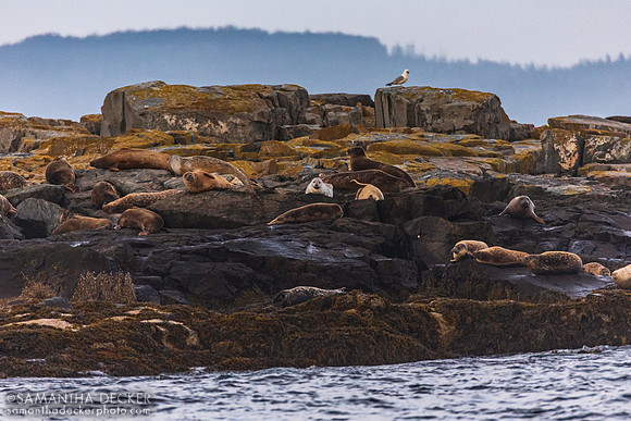 Seals on Egg Rock, Mt. Desert Narrows, ME