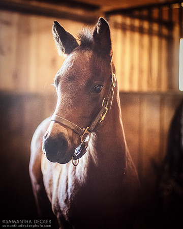 King For a Day Colt Out of All Over the Map, Mahoney Eden Manor, Saratoga Springs, NY