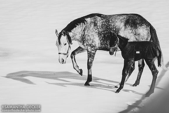 All Over the Map and her King for a Day colt
