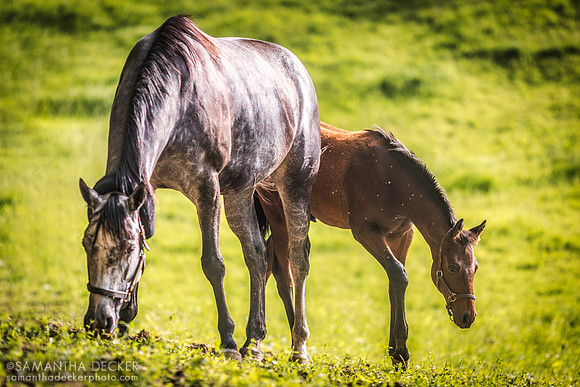 All Over the Map and Her King For a Day Colt, Mahoney Eden Manor, Saratoga Springs, NY