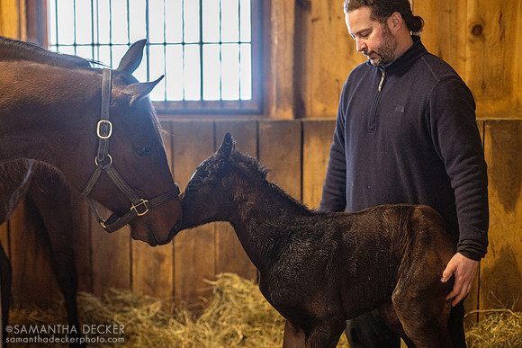 Newborn 2023 Yaupon Filly Out of Overheated Standing for the First Time at Mahoney Eden Manor