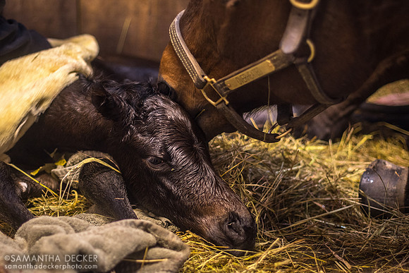 Newborn Yaupon Filly Out of Overheated at Mahoney Eden Manor