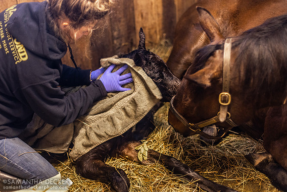 Newborn 2023 Yaupon Filly Out of Overheated at Mahoney Eden Manor