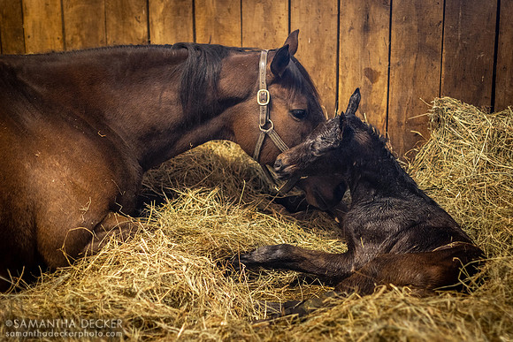 Newborn 2023 Yaupon Filly Out of Overheated at Mahoney Eden Manor