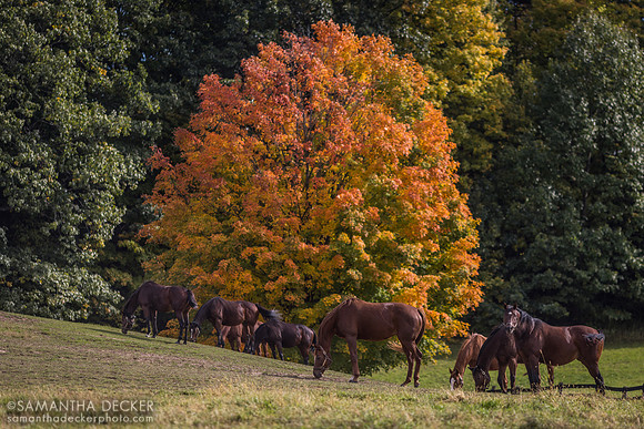 Broodmares in the Fall, Mahoney Eden Manor