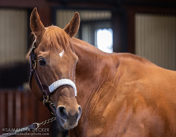Gun Runner, Three Chimneys Farm, Midway, KY