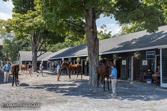 Fasig-Tipton, 2026