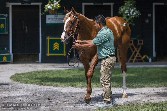 Curlin - Private Mission colt, 2026