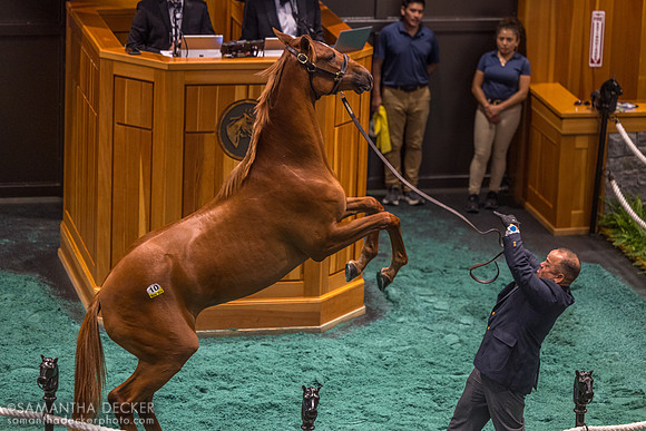 Gun Runner - Light of the Nile filly, 2026