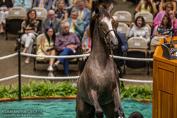 Elite Power - Royal Obsession filly, 2026