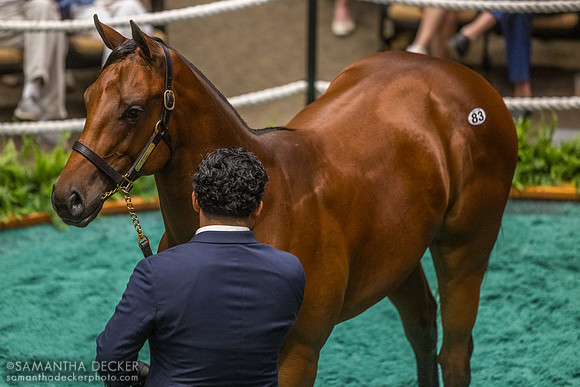 Nyquist - Slammed colt, 2026