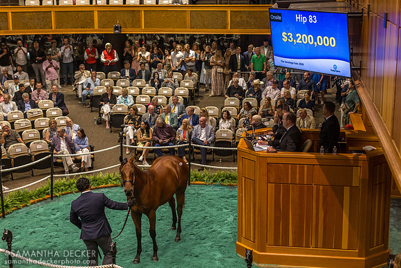 Nyquist - Slammed colt, 2026