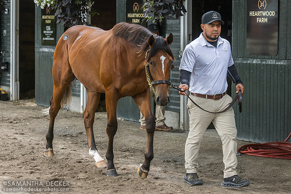 Into Mischief - All American Dream colt, the 2026 sales topper