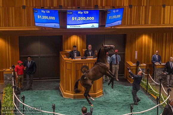 Not This Time - Way Too Pretty colt, 2026