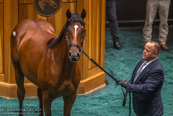 Into Mischief - All American Dream colt, the 2026 sales topper
