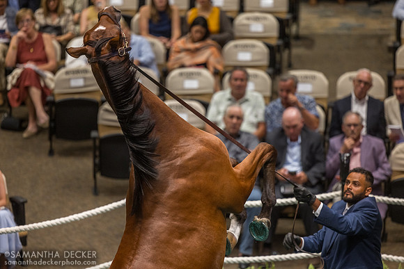 Gun Runner - Clivetty colt, 2026