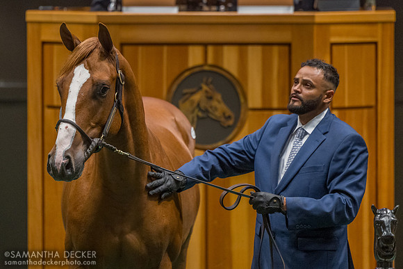 Flightline - Curlin's Catch colt, 2026