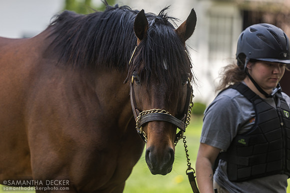 Greatest Honour, Spendthrift Farm