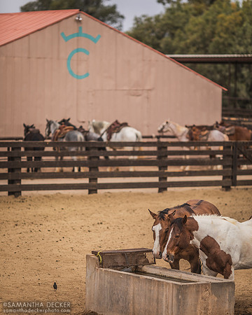 Horses at the Corral, Rancho de los Caballeros, Wickenburg, AZ