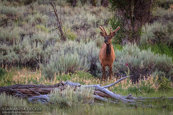 Deer in the Brush, Grand Teton National Park