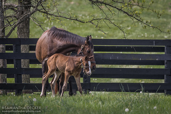 Lady Lawyer and Her 2023 colt by Kitten's Joy, Gainsborough Farm, Versailles, KY