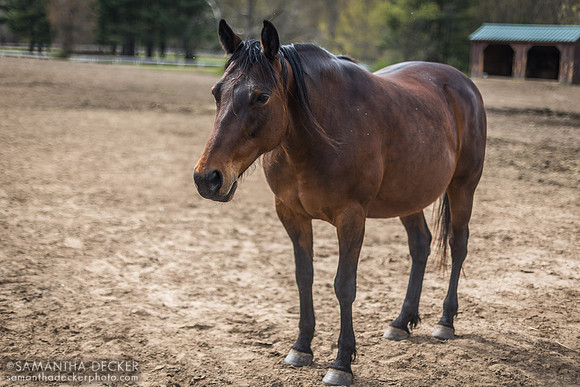 Therapeutic Horses, Saratoga Springs, NY