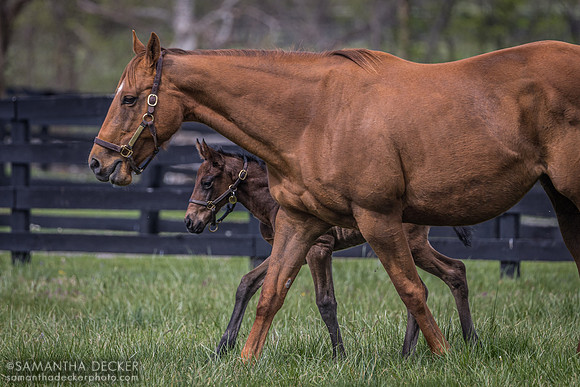 Rose Sapphire and Her Foal, Gainsborough Farm, Versailles, KY