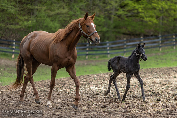 Lost Innocence and Black Beauty, Mahoney Eden Manor, Saratoga Springs, NY
