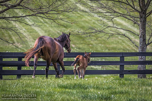 Lady Lawyer and Her Foal by Kitten's Joy, Gainsborough Farm, Versailles, KY