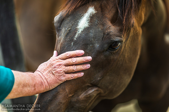 Roaring Lion, Old Friends at Cabin Creek