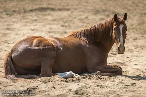 Mr. Cowboy Resting, Old Friends at Cabin Creek, Greenfield, NY