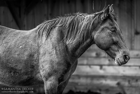 Therapeutic Horses, Saratoga Springs, NY