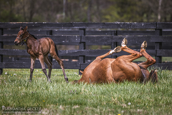 Rose Sapphire and Her Foal, Gainsborough Farm, Versailles, KY, 2023