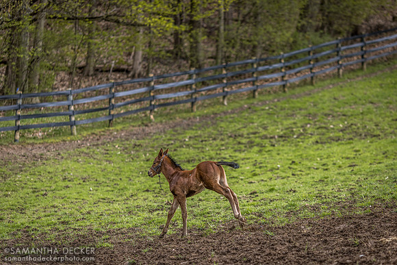 The Brown Egg, Mahoney Eden Manor, Saratoga Springs, NY