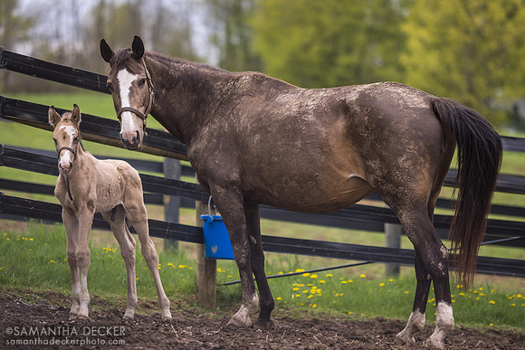 Maxine and Her 2023 Utopie Colt, Mahoney Eden Manor, Saratoga Springs, NY