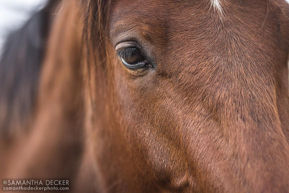 Therapeutic Horses, Saratoga Springs, NY