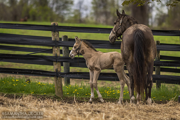 Maxine and Her Utopie Colt, Mahoney Eden Manor, Saratoga Springs, NY