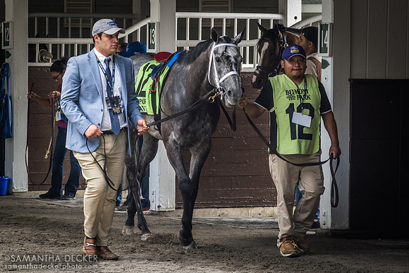 Caravel in the paddock, Belmont Park, Elmont, NY