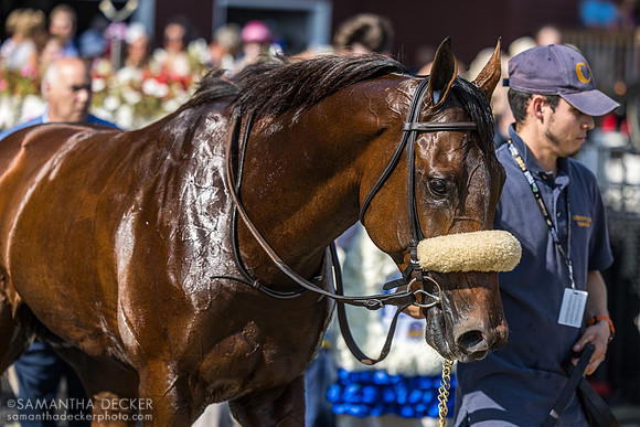 Far Bridge winning the Sword Dancer (2024)