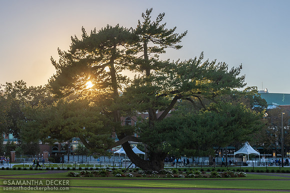 Japanese white pine, 2026